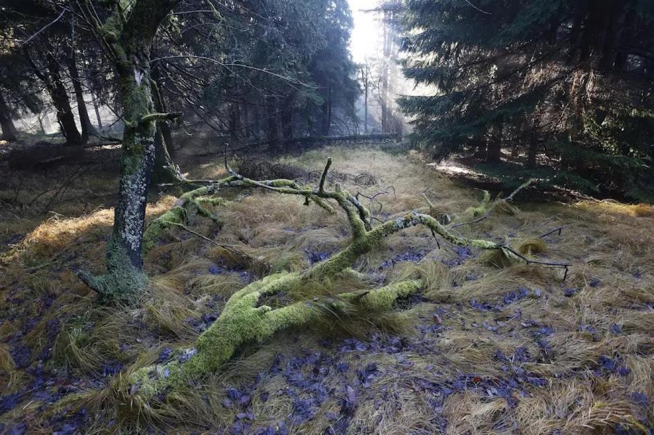 Wellness Pension Iveta Žacléř Buitenkant foto